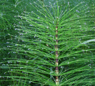 Natural Herb Of The Week: Horsetail